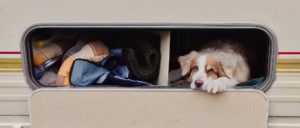 Camping mit Hund in Lassan am Peenestrom